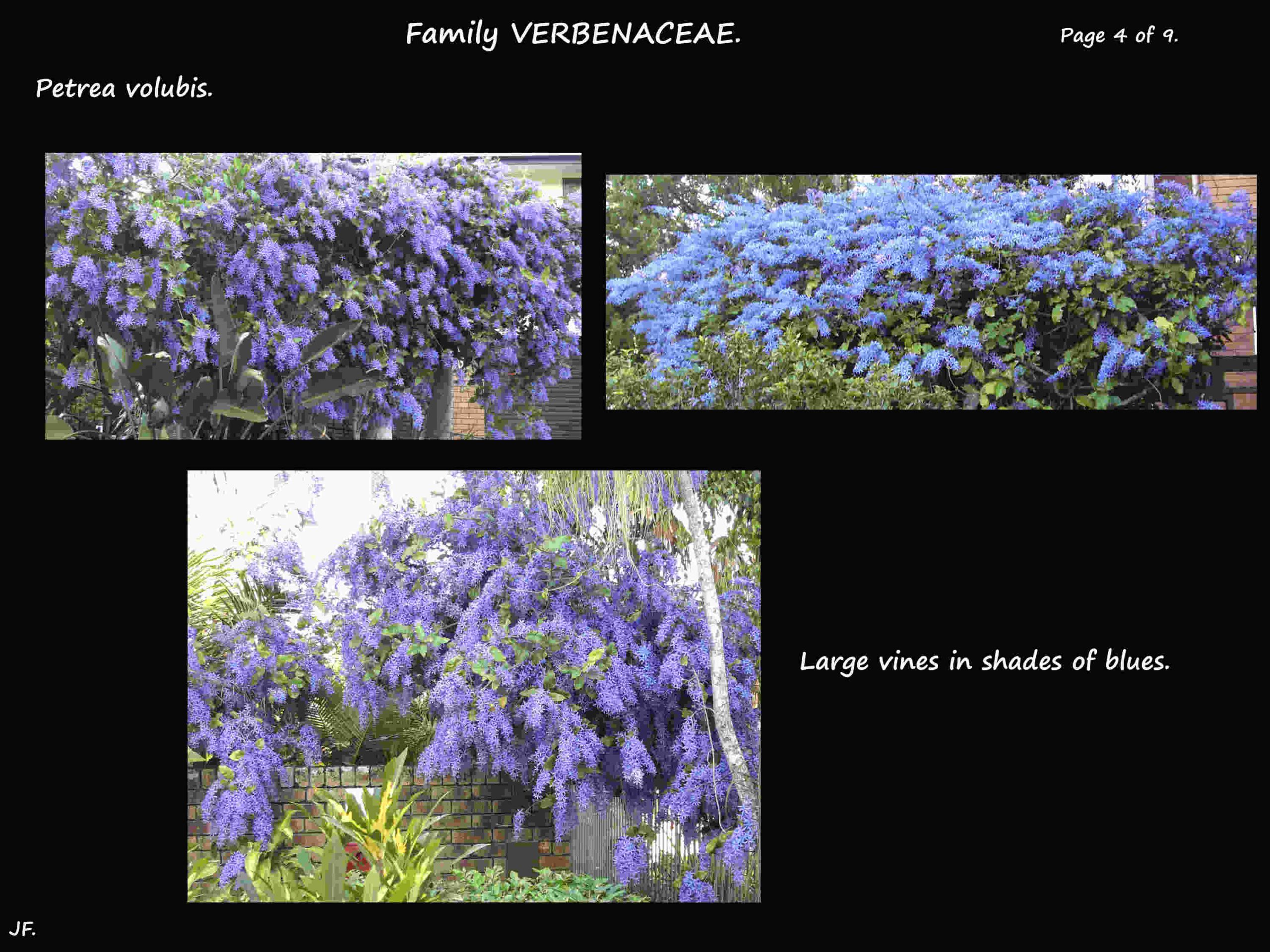 5 Petrea volubis flowering